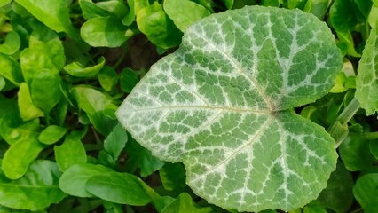 Obraz premium newborn plants fresh green leaf background 