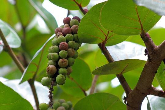 Close up view of Coccoloba unifera fruits on the tree, also known as seagrape, baygrape, Jamaican Kino and platter leaf.