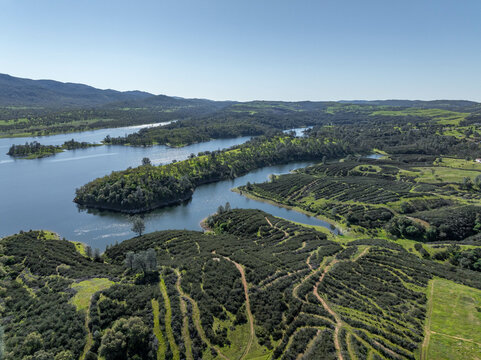 Drone image over beautiful green rolling hills in Northern California with New Hogan Lake in the background and a blue sky.