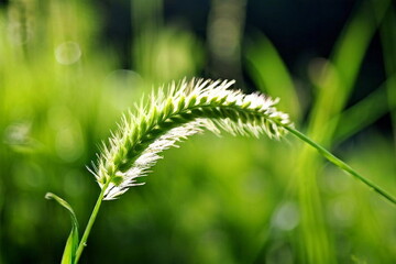 Fototapeta premium foxtail