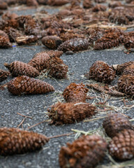 streets of the whole world 