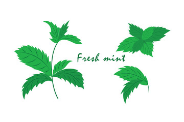 Fresh mint, set of mint leaves. illustration of herbs for icons, botanical illustration of Mint.