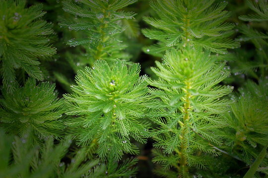 A bunch of Myriophyllum aquaticum, a flowering plant, a vascular dicot, commonly called parrot feather watermilfoil or simply parrot feather.