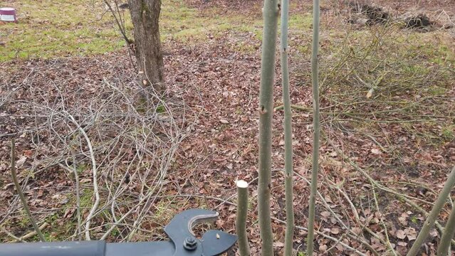 Black metal lopper shears cut common ash tree branch in small pieces, closeup