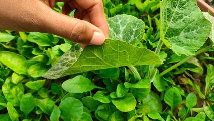 hand checking the back of a leaf, checking insects on plants's leaf