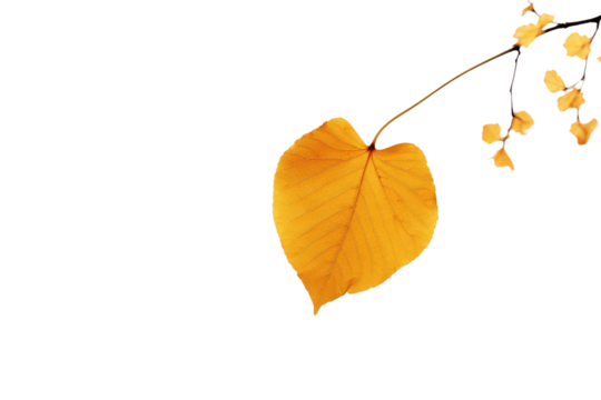 Yellow Leaf Hanging From Tree Branch. On a White or Clear Surface PNG Transparent Background. - Powered by Adobe