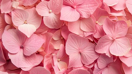 pink flower texture of hydrangea