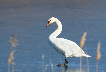 Mute swan, Cygnus olor. On a sunny spring day, a bird stands on the ice covering the river