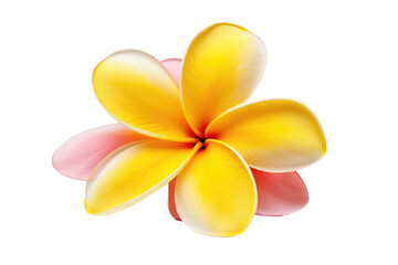 Yellow and Pink Flower on White Background. On a White or Clear Surface PNG Transparent Background.
