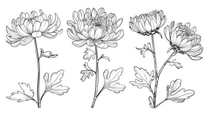 Set of hand drawn black outline flowers chrysanthemum on stem and leaves isolated on white - obrazy, fototapety, plakaty