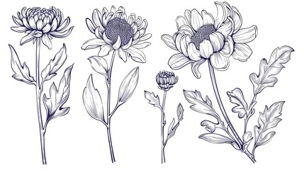 Set of hand drawn black outline flowers chrysanthemum on stem and leaves isolated on white
