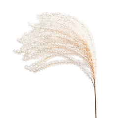 A Single Stem of Pampas Grass With a Large, Feathery Plume at The Top