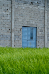  Old barn architecture. Blue metal entrance door with natural surroundings. Farm life.