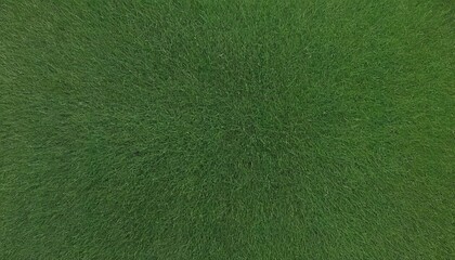 A top view of green grass filling the entire frame