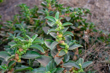 Ashwagandha green plant or withania somnifera plant is ayurvedic medicine plant