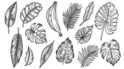 Tropical Leaves in doodle style. Vector hand drawn black line design elements. Exotic summer botanical illustrations. Monstera leaves, palm, banana leaf. - obrazy, fototapety, plakaty