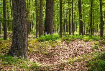 The Richmond National Battlefield Park commemorating 13 American Civil War sites around Richmond, Virginia