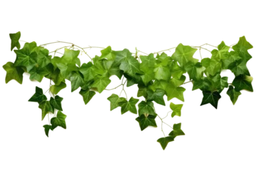Foto auf Acrylglas Green Vine With Leaves on a White Background. On a White or Clear Surface PNG Transparent Background. © Usama