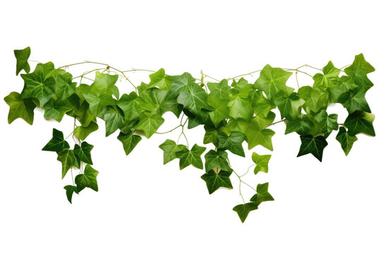 Green Vine With Leaves on a White Background. On a White or Clear Surface PNG Transparent Background.