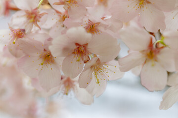 柔らかな日差しを浴びる桜