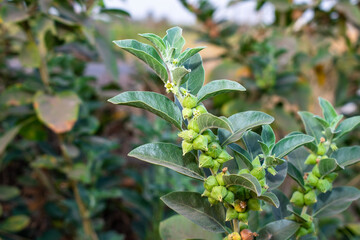 Obraz premium Ashwagandha green plant or withania somnifera plant is ayurvedic medicine plant
