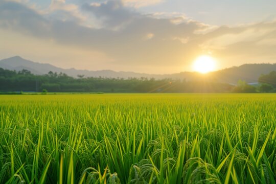 Picturesque photo of a field or meadow: the sun rising up above Summer Beautiful spring perfect natural landscape background, defocused blurred green trees in forest with wild grass and sun beams