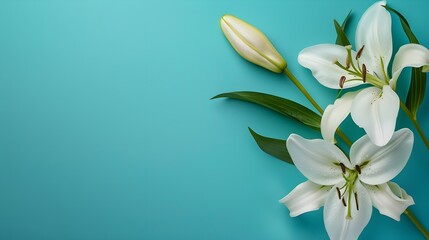 Fototapeta na wymiar White lily flower on matching background with copy space - beauty spa wellness natural cosmetics concept