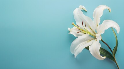Fototapeta premium White lily flower on matching background with copy space - beauty spa wellness natural cosmetics concept