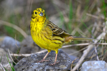 Goldammer // Yellowhammer (Emberiza citrinella)