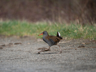 Wasserralle (Rallus aquaticus)