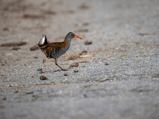 Wasserralle (Rallus aquaticus)