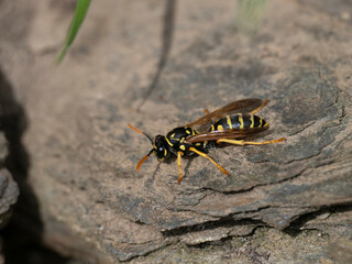 Haus-Feldwespe (Polistes dominula)