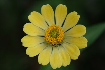 Closeup of  Zinnia Flower in the tropical garden. Asteraceae. Plantae. Macro photography. Bokeh. Zinnia elegans