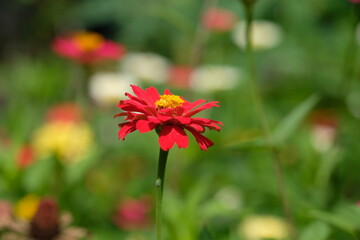 Closeup of  Zinnia Flower in the tropical garden. Asteraceae. Plantae. Macro photography. Bokeh. Zinnia elegans