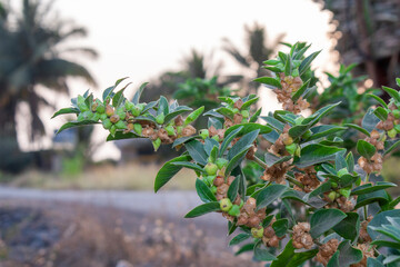 Ashwagandha green plant or withania somnifera plant is ayurvedic medicine plant