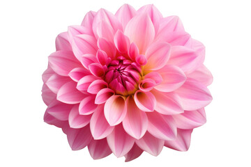 Pink Flower on White Background. On a White or Clear Surface PNG Transparent Background.
