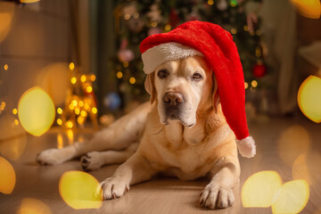 cute funny Labrador dog in a Santa Claus hat, gnome on the background of a Christmas tree....