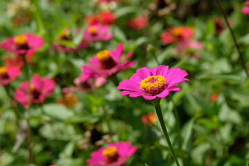 Obraz premium zinnia flower beds in a tropical garden. zinnia flower gardens. 