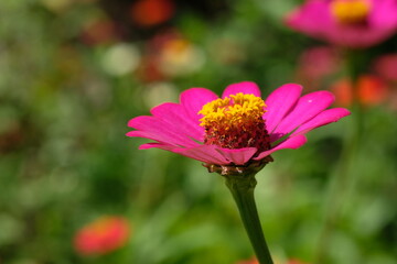 zinnia flower beds in a tropical garden. zinnia flower gardens exposed to the evening sun 