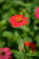 Obraz premium Closeup of Zinnia Flower in the tropical garden. Asteraceae. Plantae. Macro photography. Bokeh. Zinnia elegans