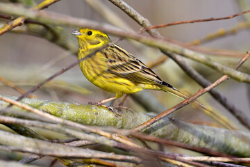 Yellowhammer // Goldammer (Emberiza citrinella)