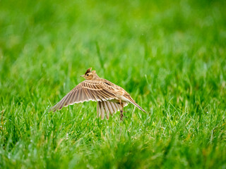 Feldlerche (Alauda arvensis)
