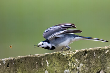 Bachstelze (Motacilla alba)   