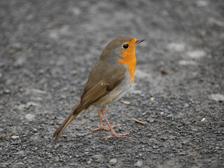 Rotkehlchen (Erithacus rubecula)  
