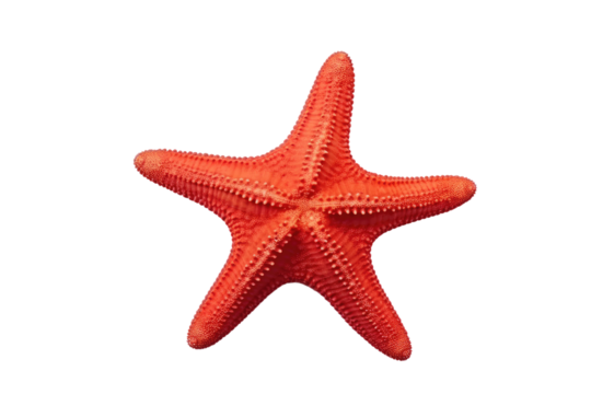 Red Starfish on White Background. On a White or Clear Surface PNG Transparent Background.