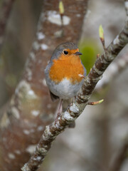 Rotkehlchen (Erithacus rubecula)  
