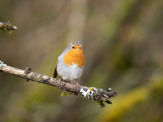 Rotkehlchen (Erithacus rubecula)  
