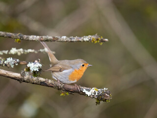 Rotkehlchen (Erithacus rubecula)  
