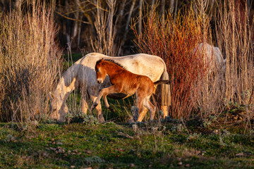 Obraz na płótnie Canvas Young foal playing with his mother mare at sunset. Horses.
