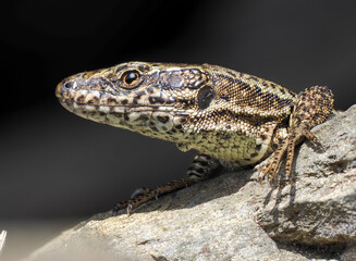 Mauereidechse (Podarcis muralis)